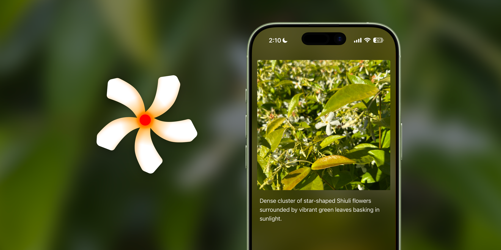 Introducing Shiuli: Images made accessible